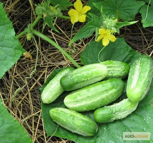 Продаются семена огурца Нежинский 12- фото № 1