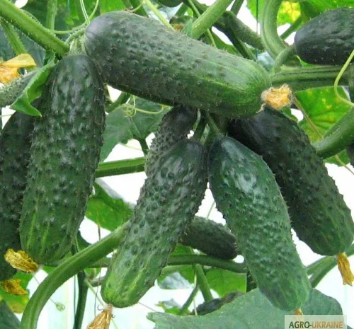 Продам семена Огурец Сатина F1 (Nunhems, Голландия)- фото № 1