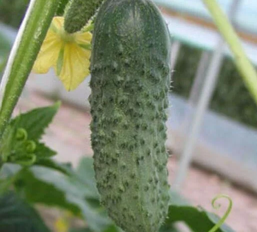 Продам семена Огурец Шакти F1- фото № 1