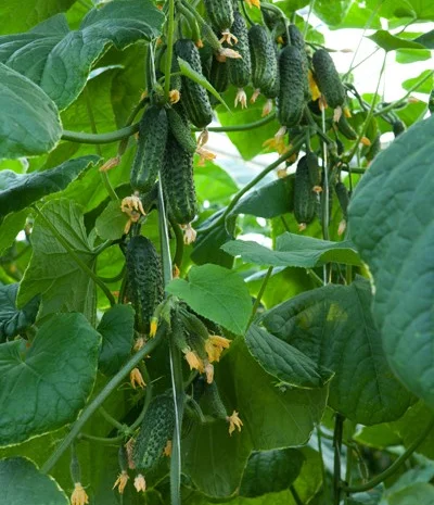 Продам семена Огурец Эколь F1- фото № 1