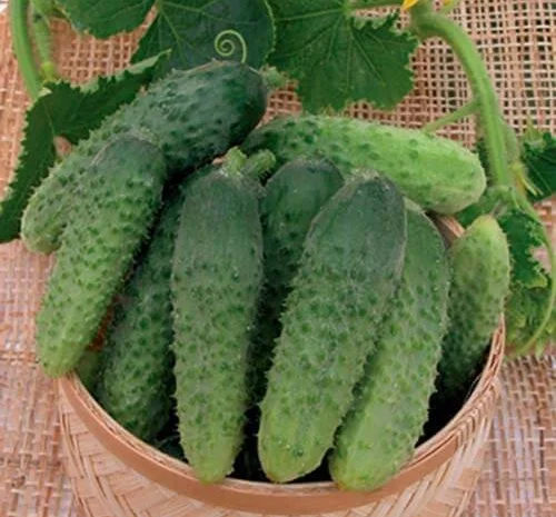 Продам семена Огурец Бабушкин внучок- фото № 1