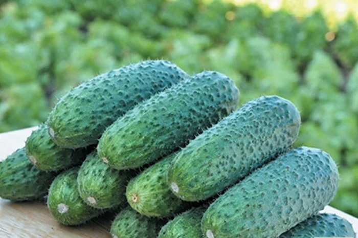 Продам семена Огурец Надежда F1- фото № 1