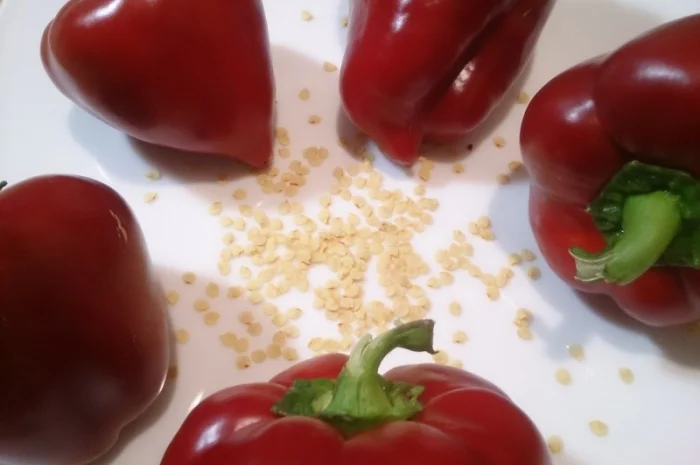 Семена толстостенного сладкого перца Микс- фото № 5