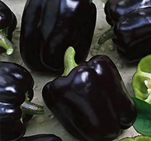 Семена перца из частной коллекции- фото № 2