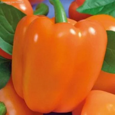 Семена перца из частной коллекции- фото № 2