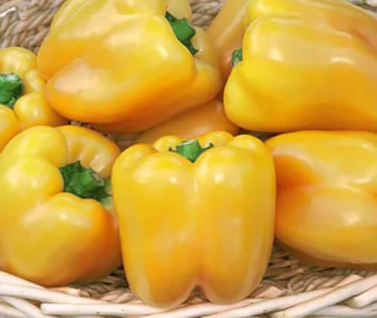 Продам семена сладкого перца Большая Медведица- фото № 1