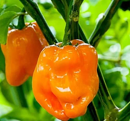 Продам семена Перец острый Хабанеро оранжевый- фото № 1