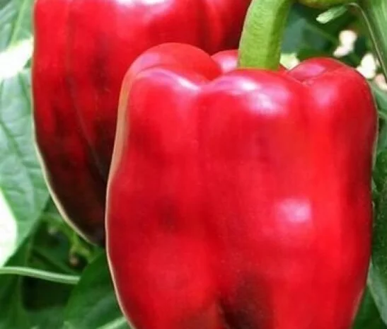 Продам семена кубовидного перца Скривиа F1- фото № 1