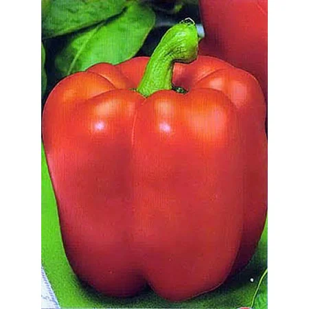 Продам семена перца САВИО F1 (красный) SAIS- фото № 1