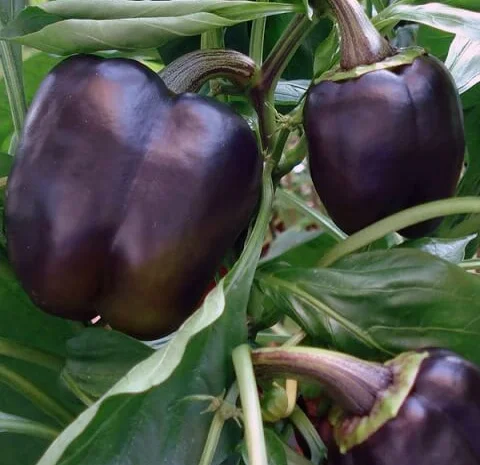 Продам семена Перец Сиреневый колокол- фото № 1