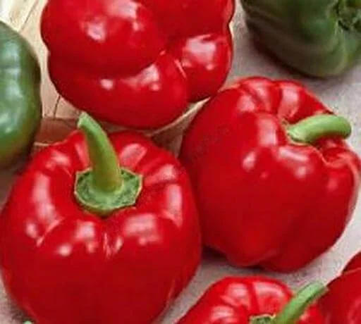 Продам семена Перец Топгриль (ратунда) «Satimex» Германия- фото № 1