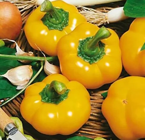 Продам семена Перец Топбой (ратунда)- фото № 1