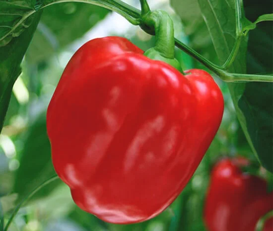 Продам семена перца Король Севера- фото № 1