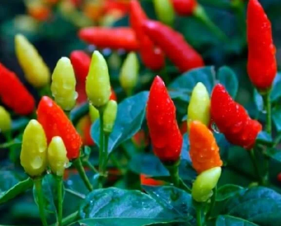 Продам семена острого перца Табаско- фото № 1