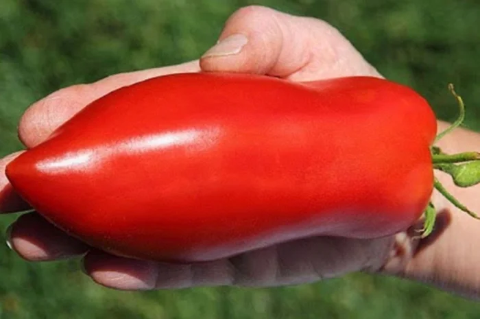 Семена томатов из частной коллекции- фото № 3