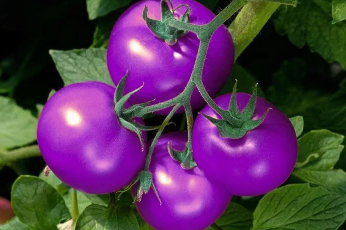 Семена томатов из уникальной коллекции- фото № 5