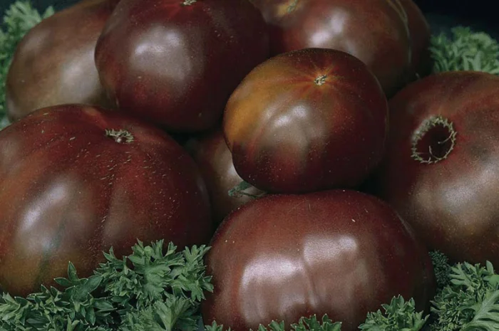 Семена томатов из частной коллекции- фото № 5