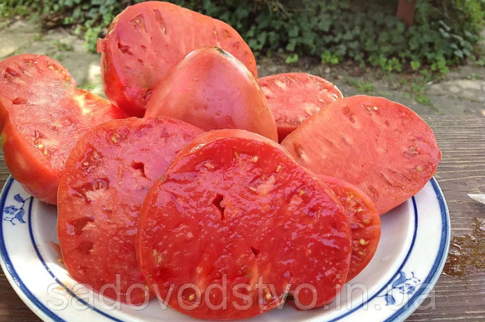 Томаты высокорослые и стелящиеся- фото № 1