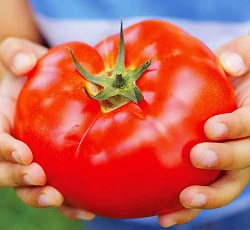 Томаты высокорослые и стелящиеся- фото № 6