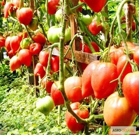 Продам семена Томат Чудо Земли- фото № 1