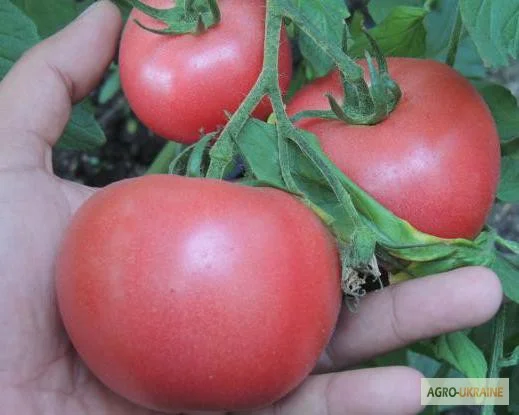 Продам семена томата Пинк Розовый (Euroseed Италия)- фото № 1