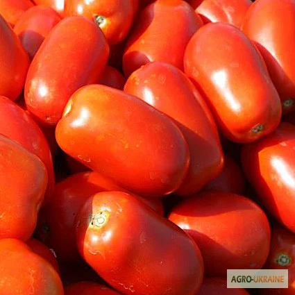 Продам семена Томат Классик F1 (Nunhems)- фото № 1