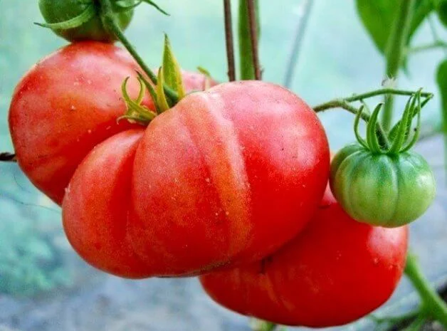 Продам семена Томат Красный гигант- фото № 1