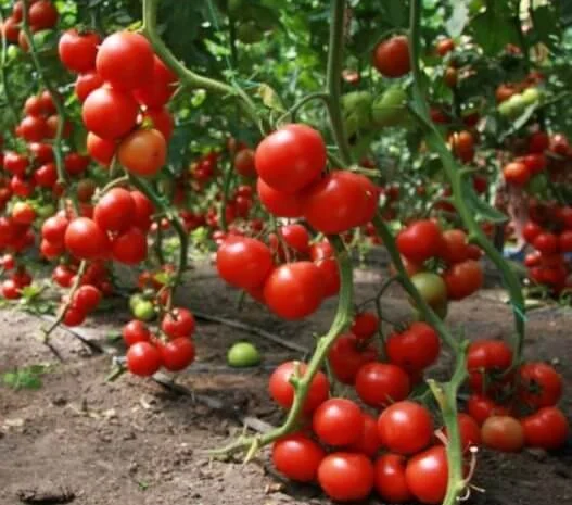 Продам семена Томат Видимо-Невидимо- фото № 1