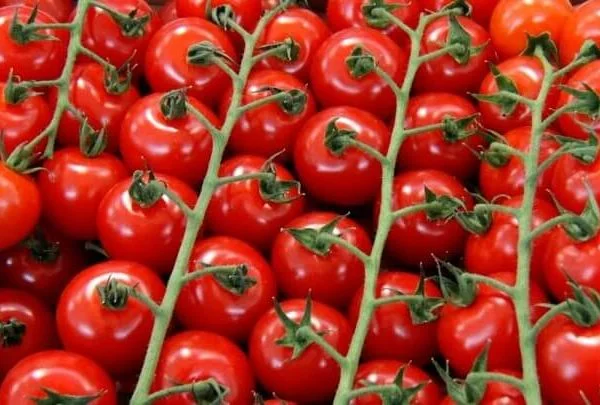 Продам семена Томат черри Восторг Садовода- фото № 1