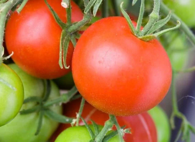 Продам томат Орёл Пустыни- фото № 1