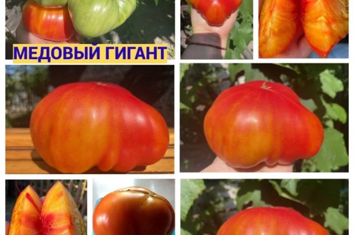 Насіння томатів- фото № 2