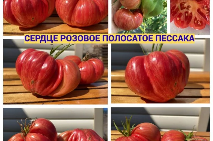 Насіння томатів- фото № 3