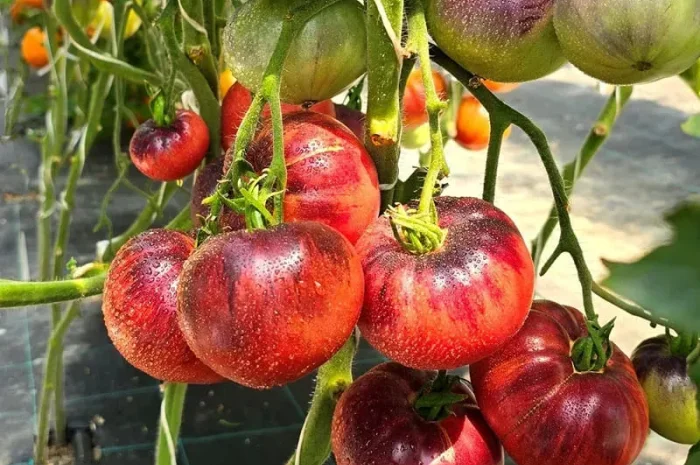 Насіння екзотичних томатів от коллекционера- фото № 1