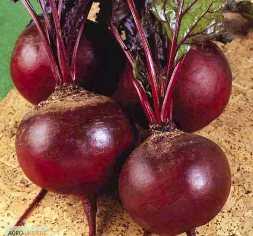 Семена Свекла Детройт- фото № 1