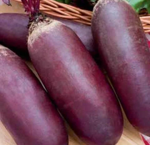 Продам семена Свекла Атаман- фото № 1