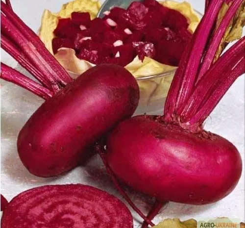 Пропонується насіння буряка Египос- фото № 1