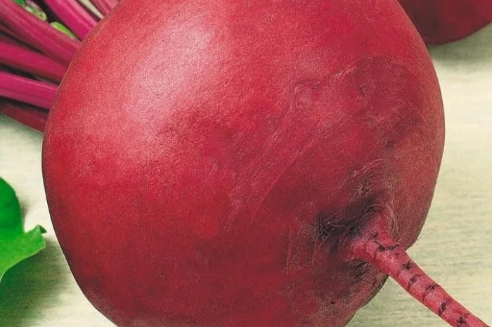 Продам семена Свекла Несравненная А-463- фото № 1