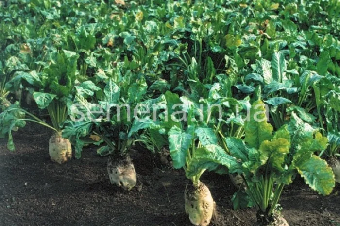 Семена свеклы кормовой Центаур- фото № 1