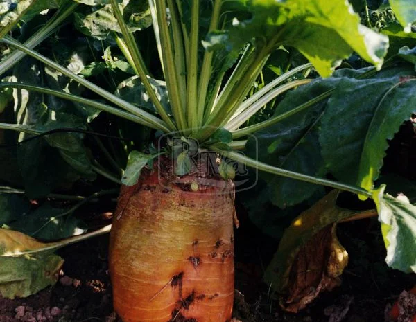 Насіння кормовий буряк Бригадир (Німеччина Оригінал)- фото № 1