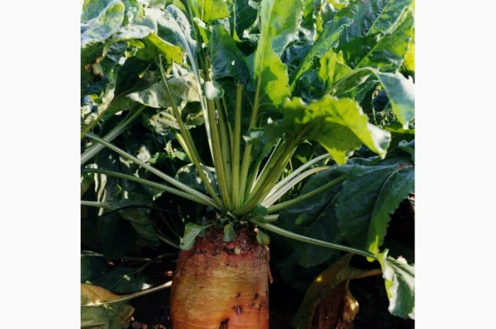 Насіння кормовий буряк Бригадир (Німеччина Оригінал)- фото № 3