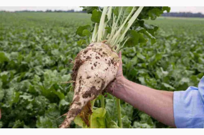 Насіння цукрового буряка гібрид АВАЛОН РС (стійкий до гліфосату)- фото № 1