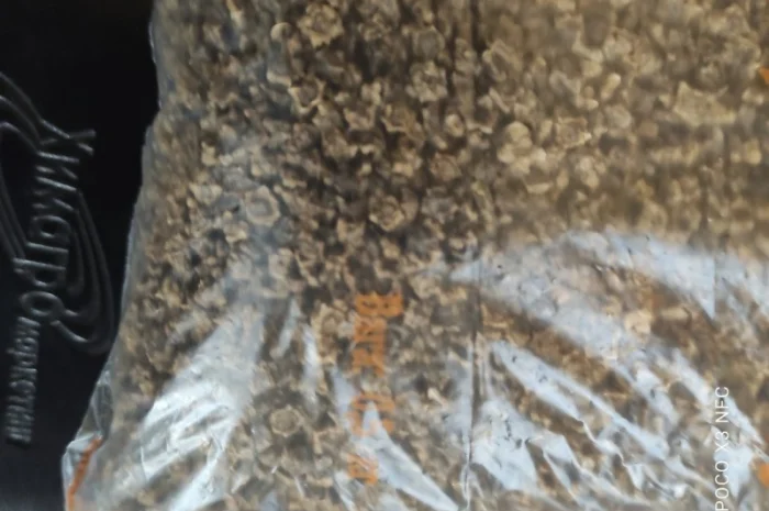 Продам насіння кормового буряка урсус полі- фото № 2