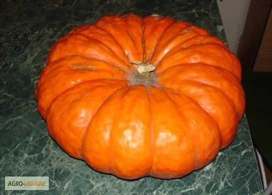 Продам семена Тыква Парижская красная- фото № 1
