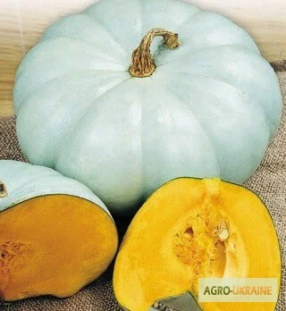 Продам семена Тыква Волжская серая- фото № 1