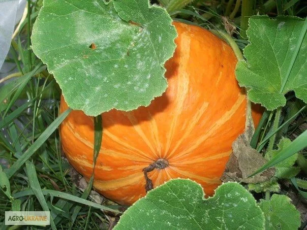 Продается семена тыквы Атлант- фото № 1