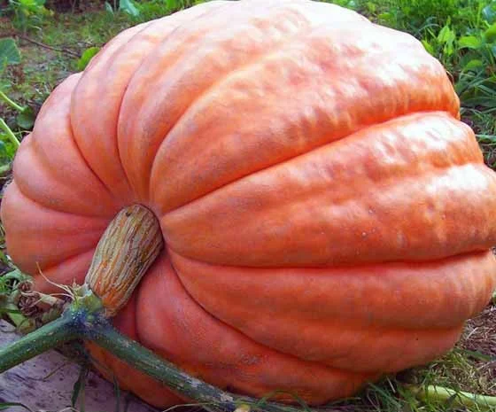 Продам семена Тыква Титан- фото № 1