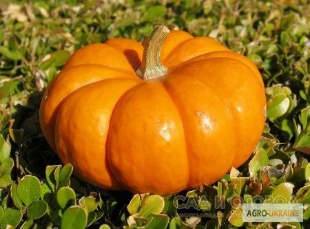 Продам семена Тыква Конфетка- фото № 1