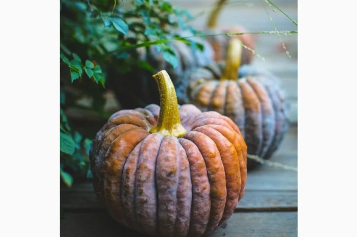 Чириман тыква сладкая (Япония), оригинальные семена- фото № 1