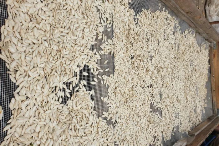 Посадкове гарбузове насіння Турки- фото № 2