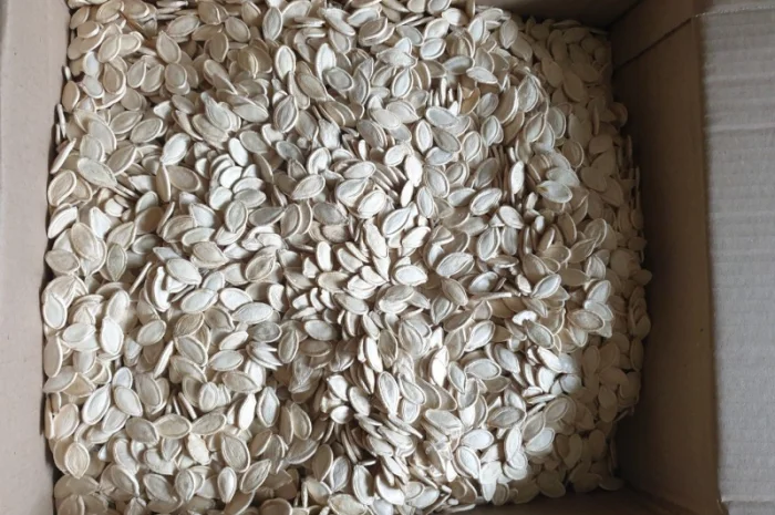 Посадкове гарбузове насіння сорту Український Багатоплідний- фото № 1